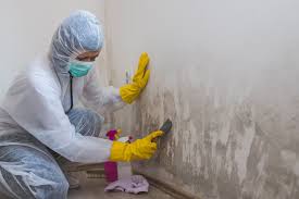 Best Biohazard Mold Removal  in Lafayette, CO